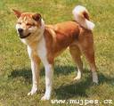akita inu ).jpg